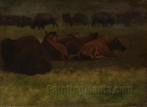 Buffalo Resting