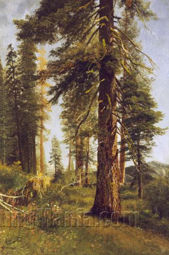 California Redwoods 2