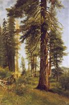 California Redwoods 2