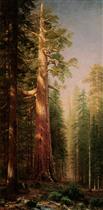 The Great Trees Mariposa Grove California