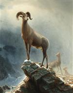 Rocky Mountain Sheep (Big Horn. Ovis. Montana)