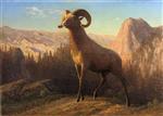 A Rocky Mountain Sheep. Ovis. Montana