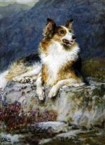 Collie in a landscape
