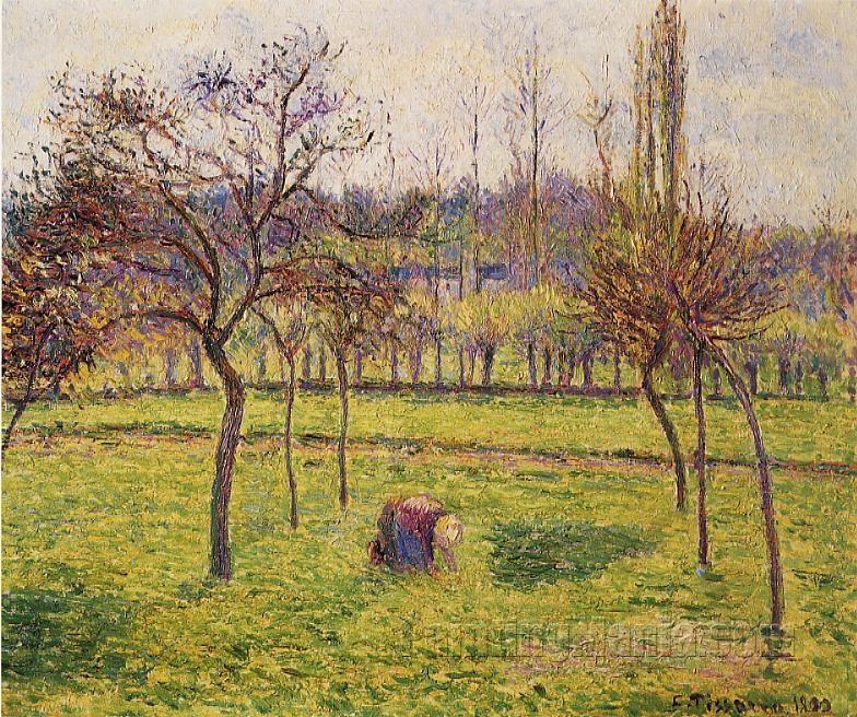 Apple Trees in a Field