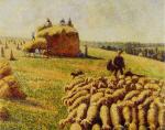 Flock of Sheep in a Field after the Harvest