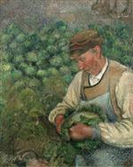 The Gardener - Old Peasant with Cabbage