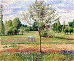 Meadow with Grey Horse, Eragny