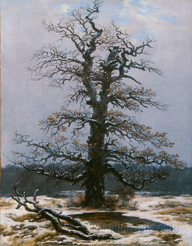 Oak in the Snow