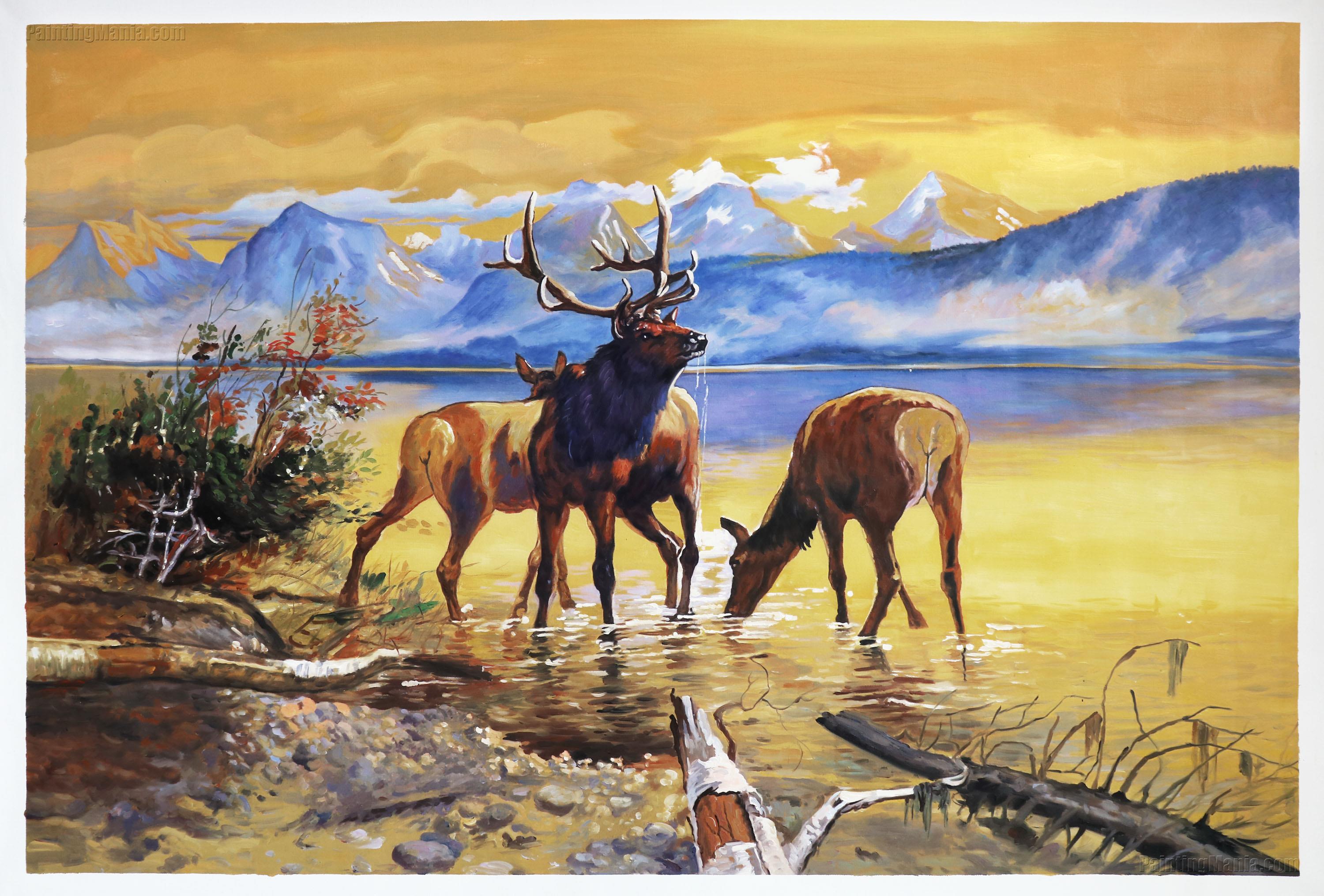Elk in Lake McDonald