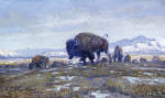 Buffalo Herd 1912