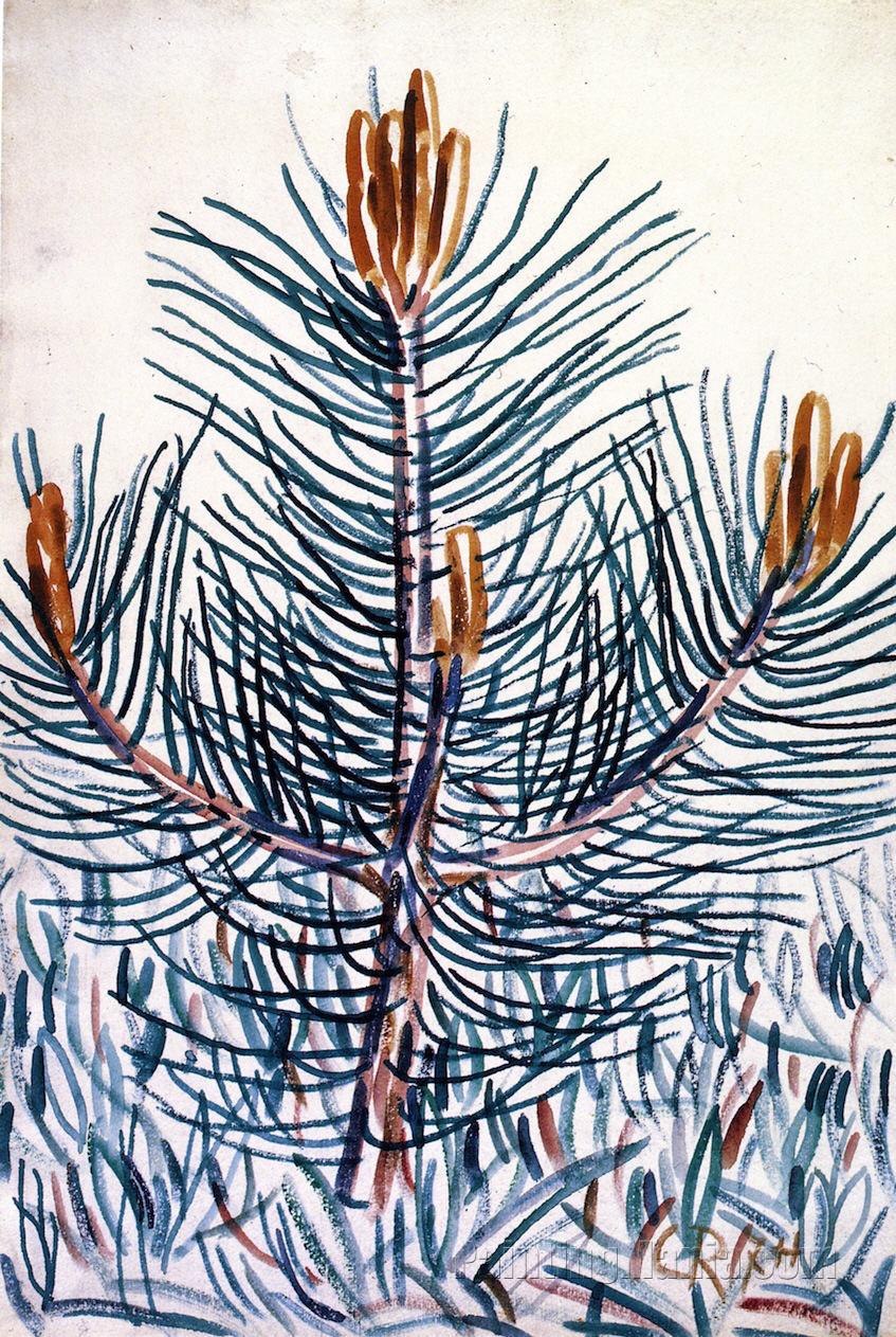 Young Pine