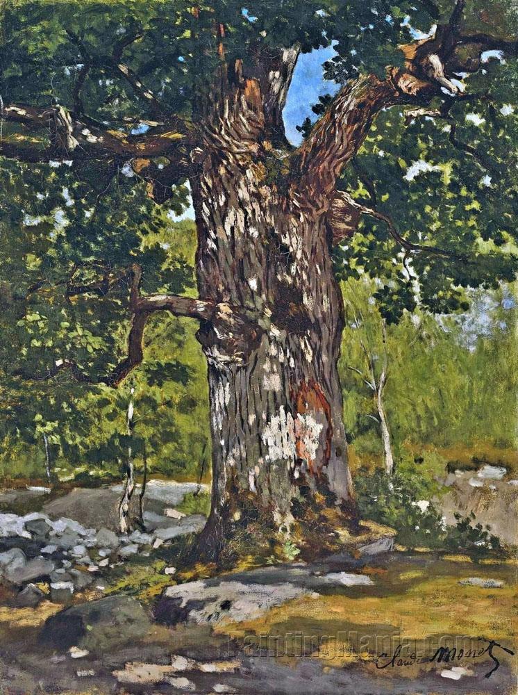The Bodmer Oak
