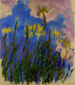 Iris jaunes