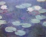 Water Lilies. Pink