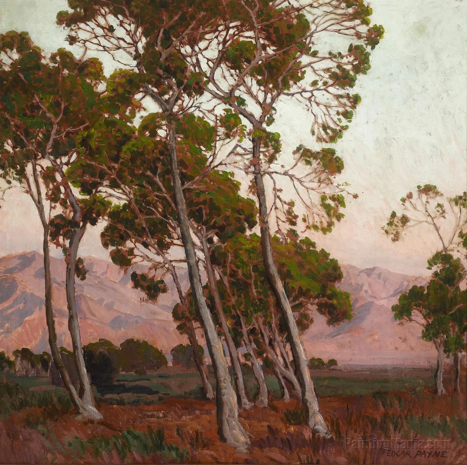 Trees along the Foothills