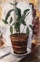 Potted Plant on the Windowsill