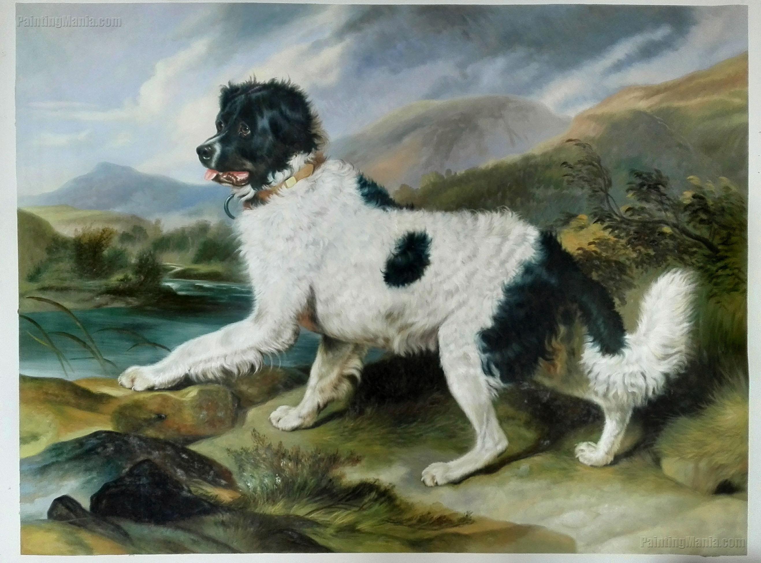 'Lion', a Newfoundland Dog