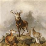 Scene in Braemar - Highland Deer