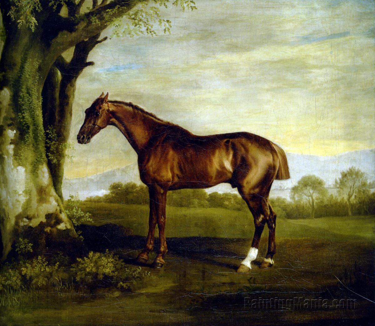 A Chestnut Racehorse
