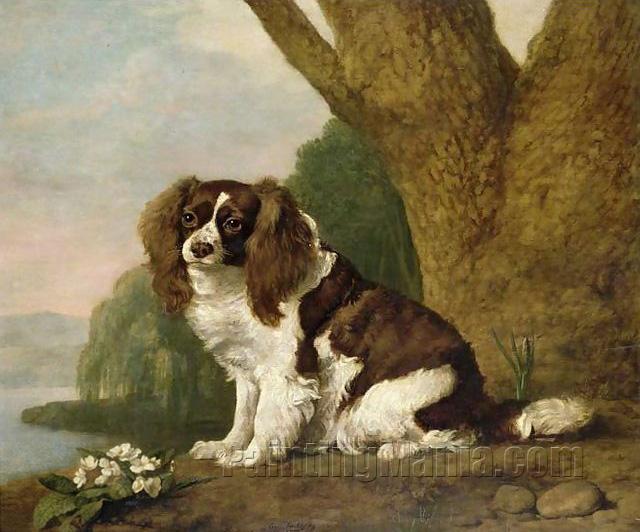 Fanny, a Brown and White Spaniel