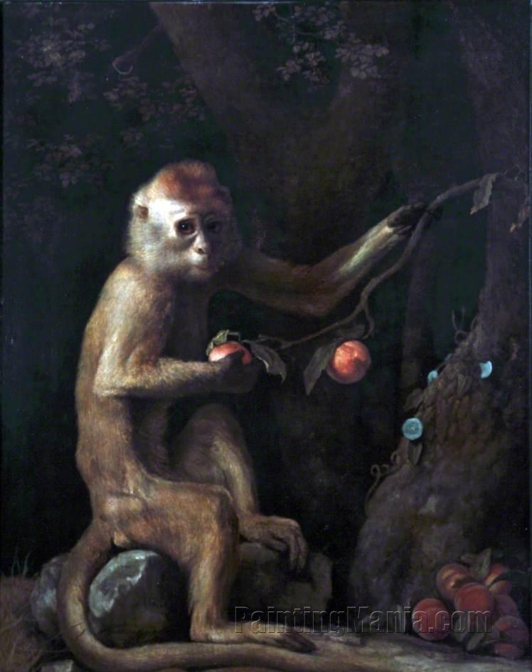 A Monkey 1799