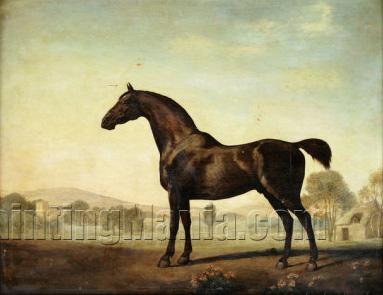 Sweetwilliam', a Bay Racehorse, in a Paddock