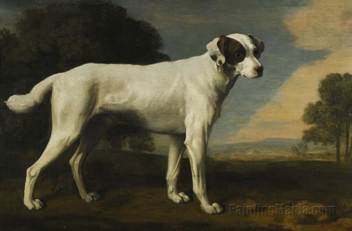Viscount Gormanston's White Dog