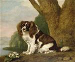 Fanny, a Brown and White Spaniel