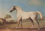'Mambrino'. A Grey Stallion in a Field