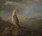 A Portrait of the Kongouro (Kangaroo) from New Holland