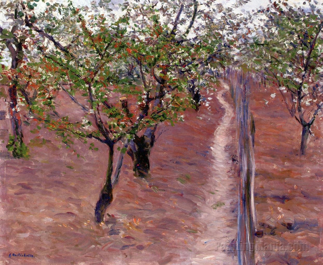 Orchard, Trees in Flower, Petit Gennevilliers