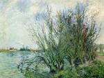 Willows. Banks of the Oise