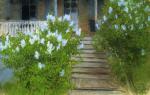 Spring. White Lilacs