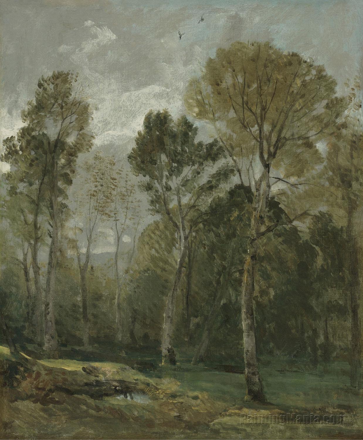 View of a Copse