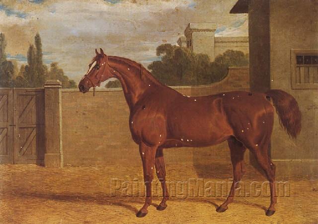 "Comus", a chestnut racehorse in a stable yard