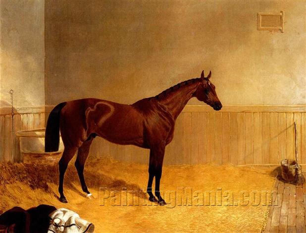 "Cotherstone", A Bay Colt in a Stall