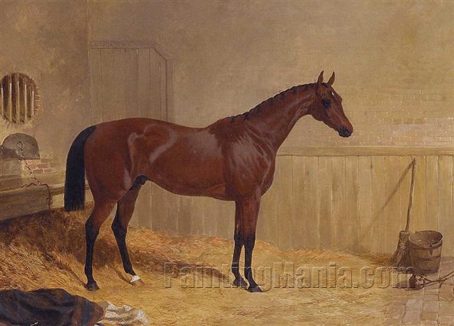 Cotherstone, a bay racehorse in a stable