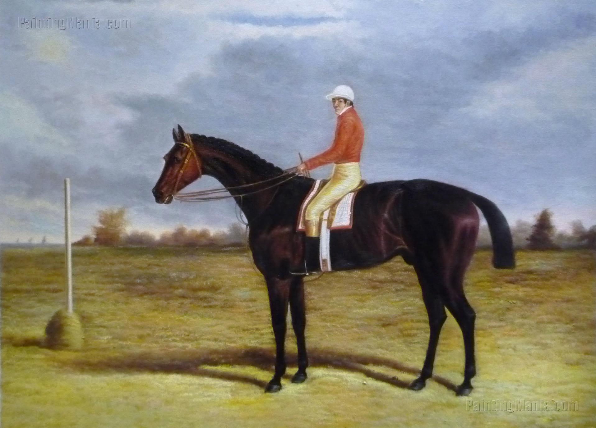 A Dark Bay Racehorse with Patrick Connolly Up