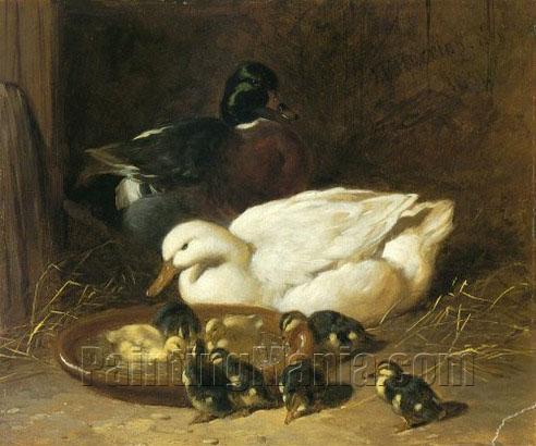Duck And Duckings