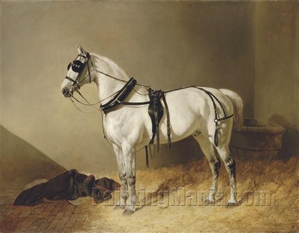 A Grey Carriage Horse in a Stable