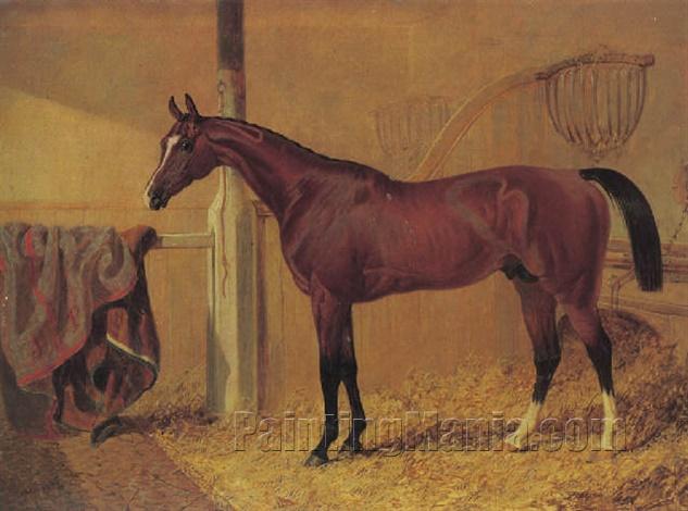 "Orlando", a bay racehorse, in a stable
