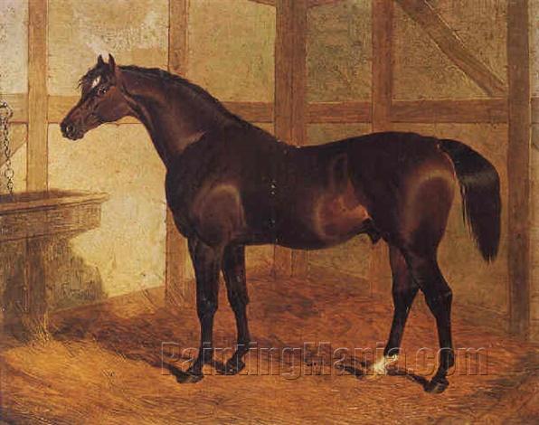 "Partisan", a dark bay racehorse in a stable