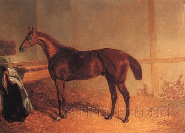 "Plenipotentiary," a chestnut racehorse in a stable