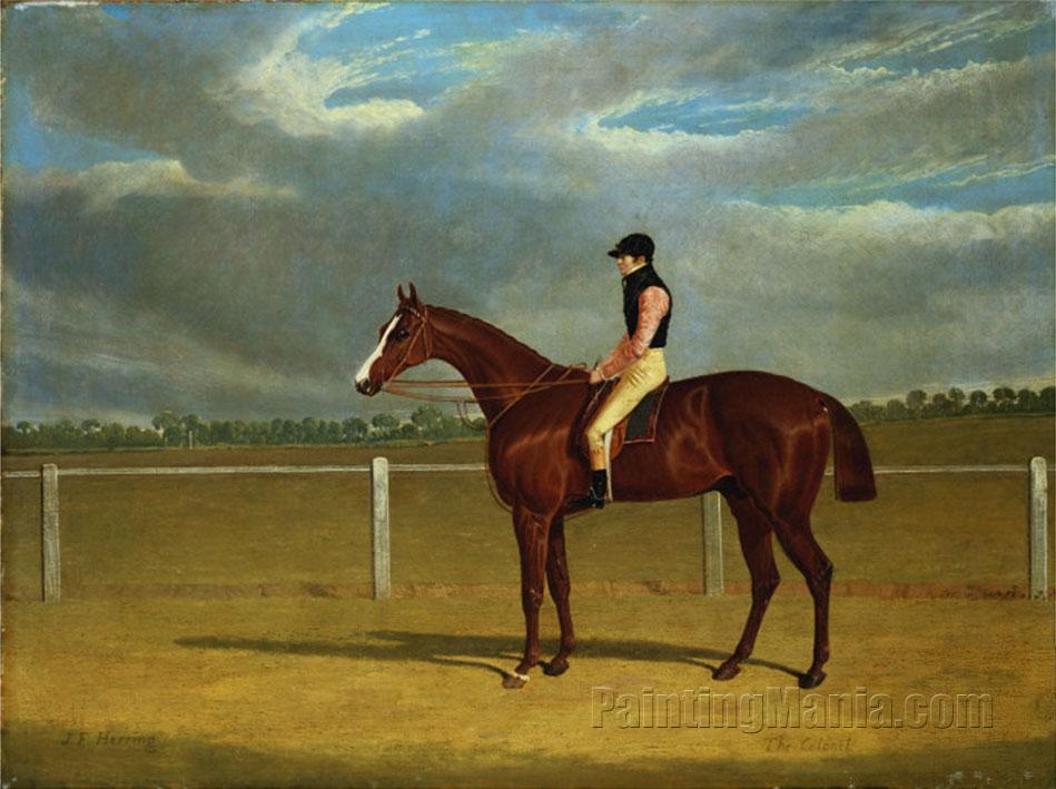The Racehorse 'The Colonel' with William Scott Up