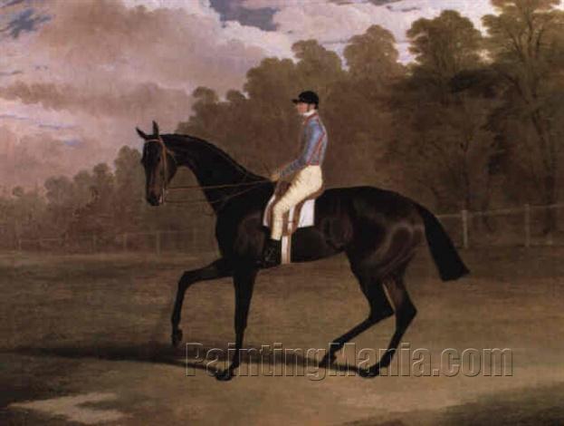 A racehorse with the jockey Delme Radcliffe up