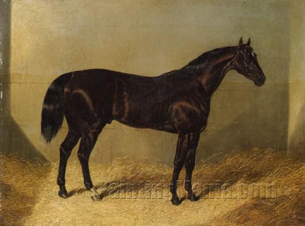 The Saddler, a dark bay racehorse, in a stable