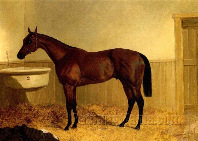 "The Traverser", A Bay Racehorse, in a Stall
