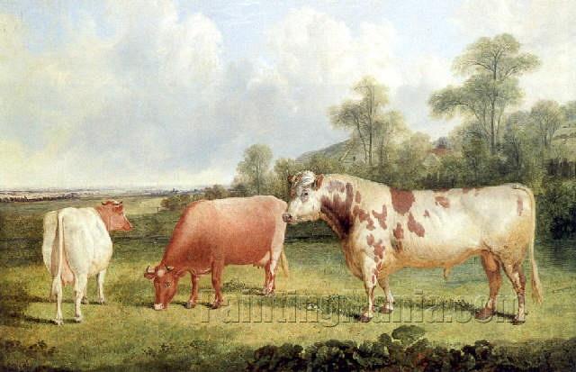 Weidelandschaft mit Stier und Kuhen