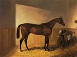 Bay Racehorse the Merry Monarch