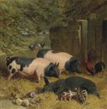 Berkshire Saddlebacks and Chickens in a Straw-bedded Yard
